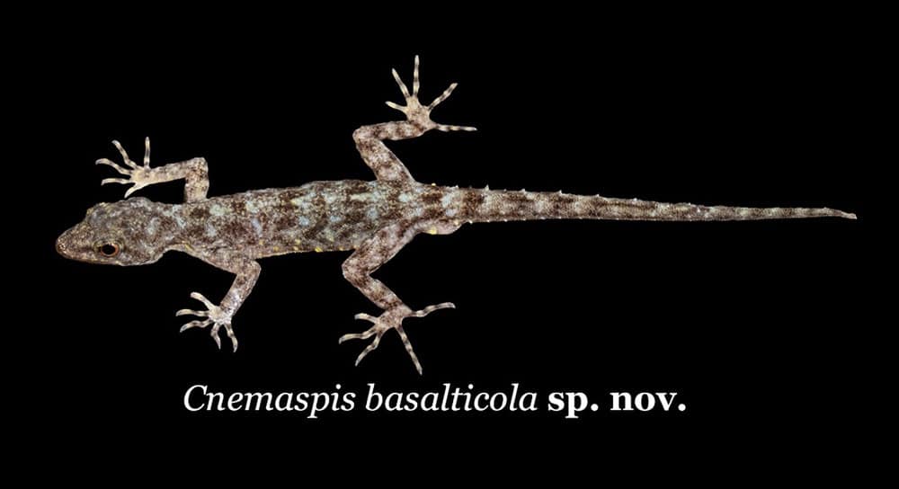 Two Gecko Species of the Genus Cnemaspis Discovered In India’s Northern Western Ghats