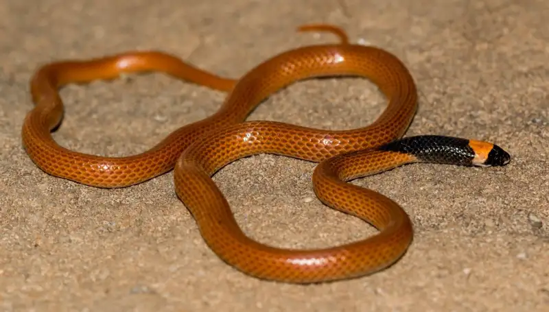 New Snake Species Discovered In Saudi Arabia