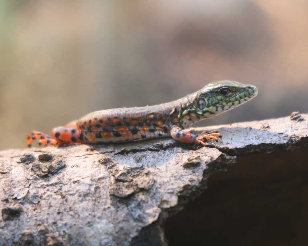 Two Crocodile Tegus Hatch at Nashville Zoo