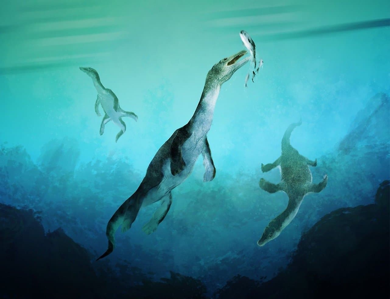 Oldest Fossil Found In Southern Hemisphere Was An Ocean Going Nothosaur Reptile