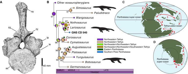 Oldest Fossil Found In Southern Hemisphere Was An Ocean Going Nothosaur 
