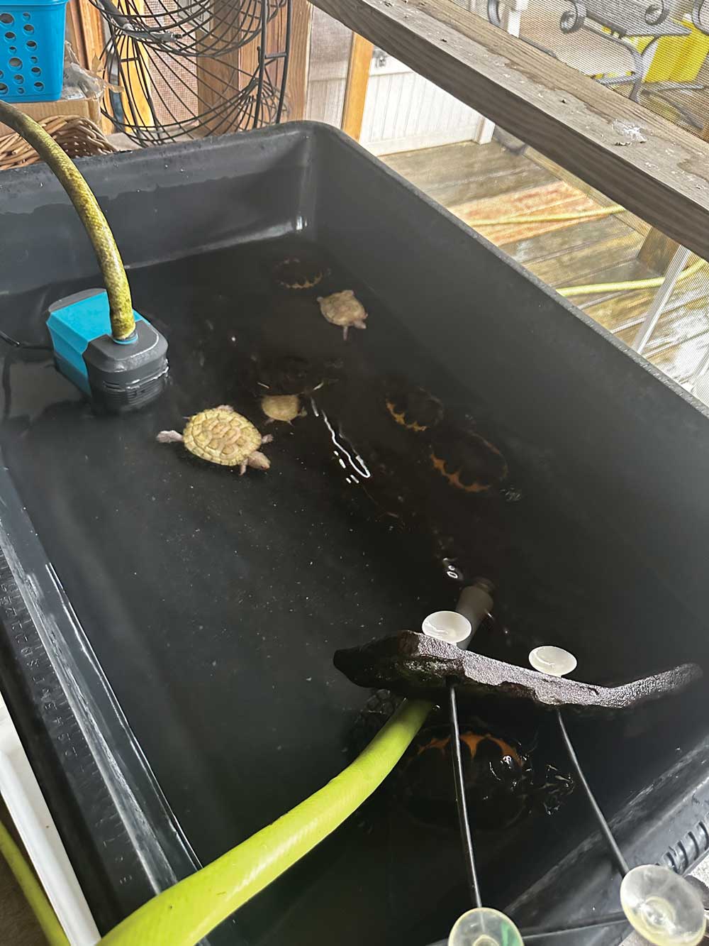 cleaning turtle tank