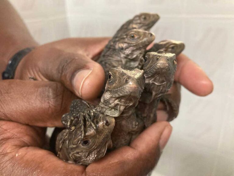 Six Grand Cayman Blue Iguanas Hatch at Blue Iguana Conservation