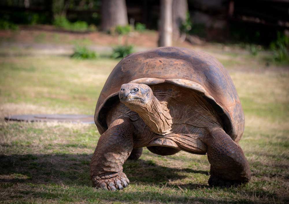 5 Volcán Alcedo Giant Tortoises Hatch At Oklahoma City Zoo