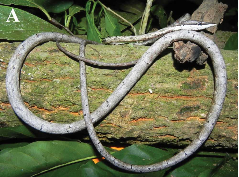 Known Range Of Oxybelis inkaterra Vine Snake Extends Into Bolivia