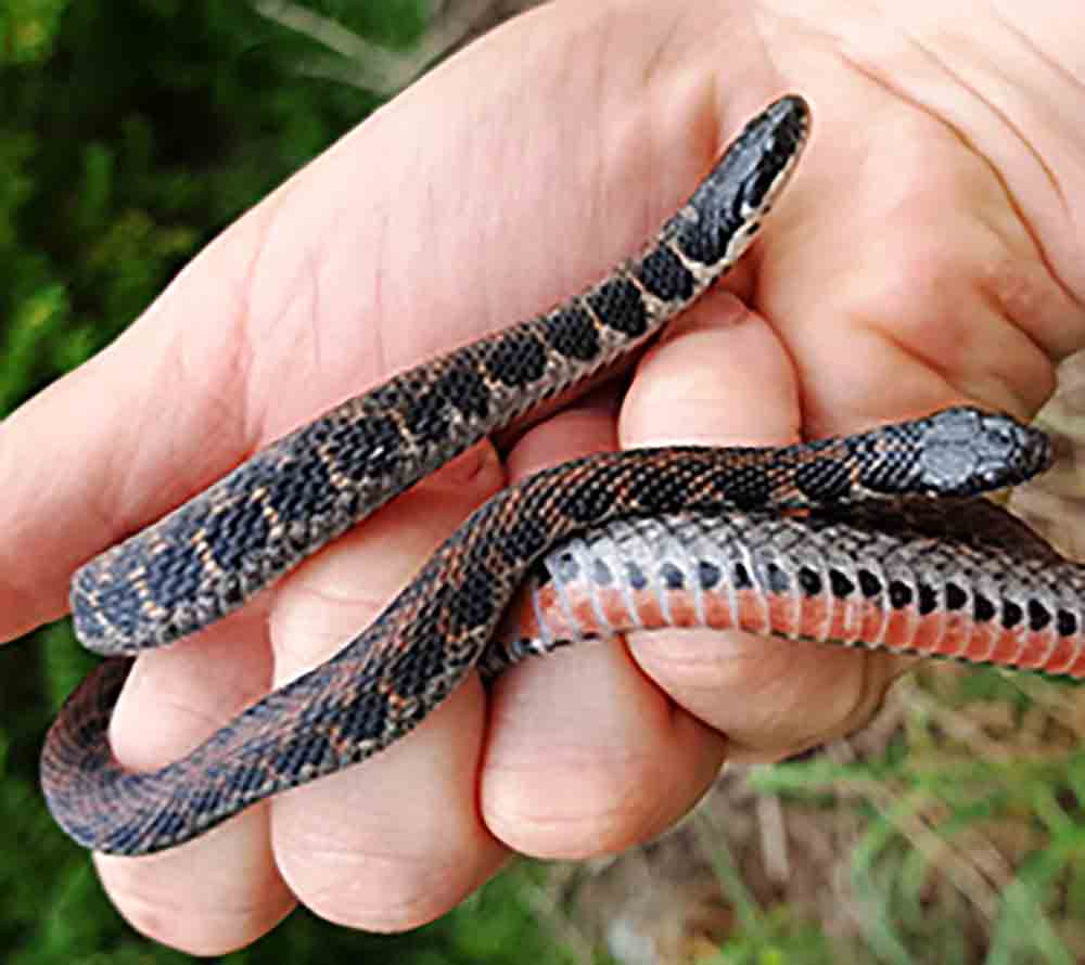 USFWS To Reconsider Kirtland’s Snake For ESA Protections