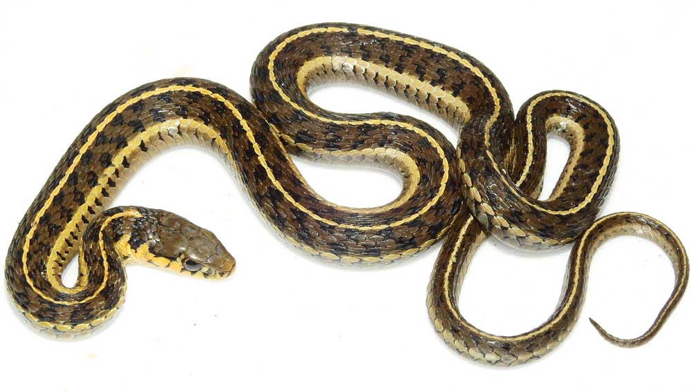 New Garter Snake Species Discovered in Mexico
