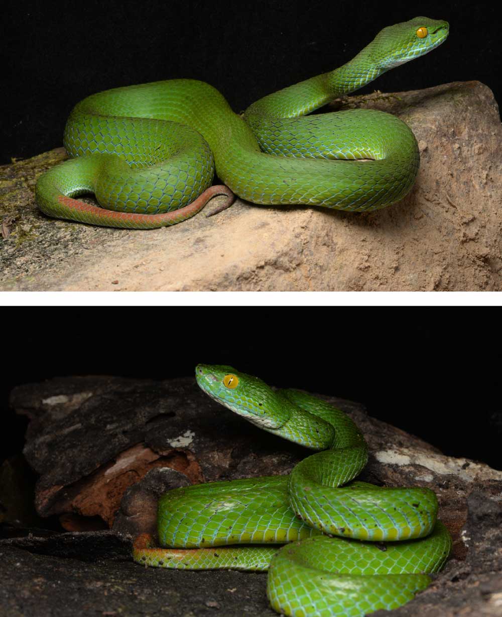 Trimeresurus cyanolabris sp. nov. 