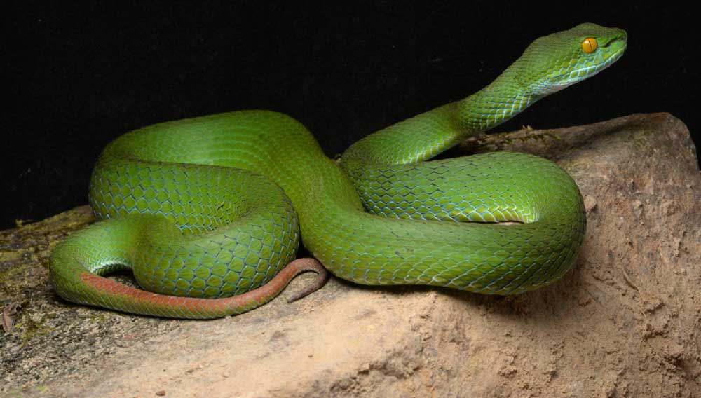 New Venomous Snake Species Discovered In Vietnam