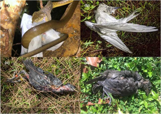 Invasive Brown Tree Snakes On Guam Killing Birds Too Large To Swallow -  Reptiles Magazine
