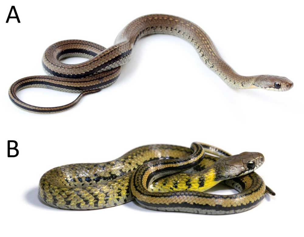 New Erythrolamprus Snake Species Discovered In Ecuador