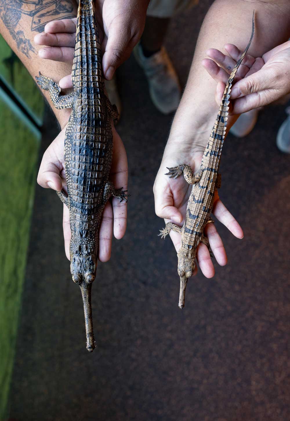 gharial eggs