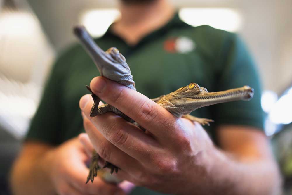 Fort Worth Zoo Announces Hatching of Two Gharial Crocodiles