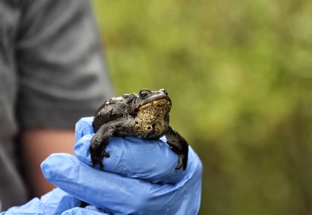 Boreal Toad Tadpoles Discovered At Colorado Reintroduction Site