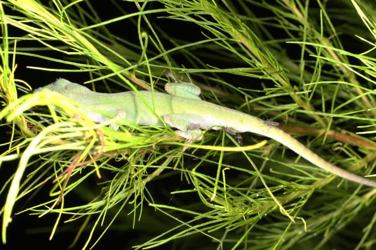 brown anole