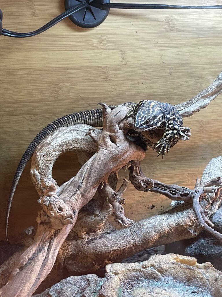 Ackie Monitor Information And Care - Reptiles Magazine
