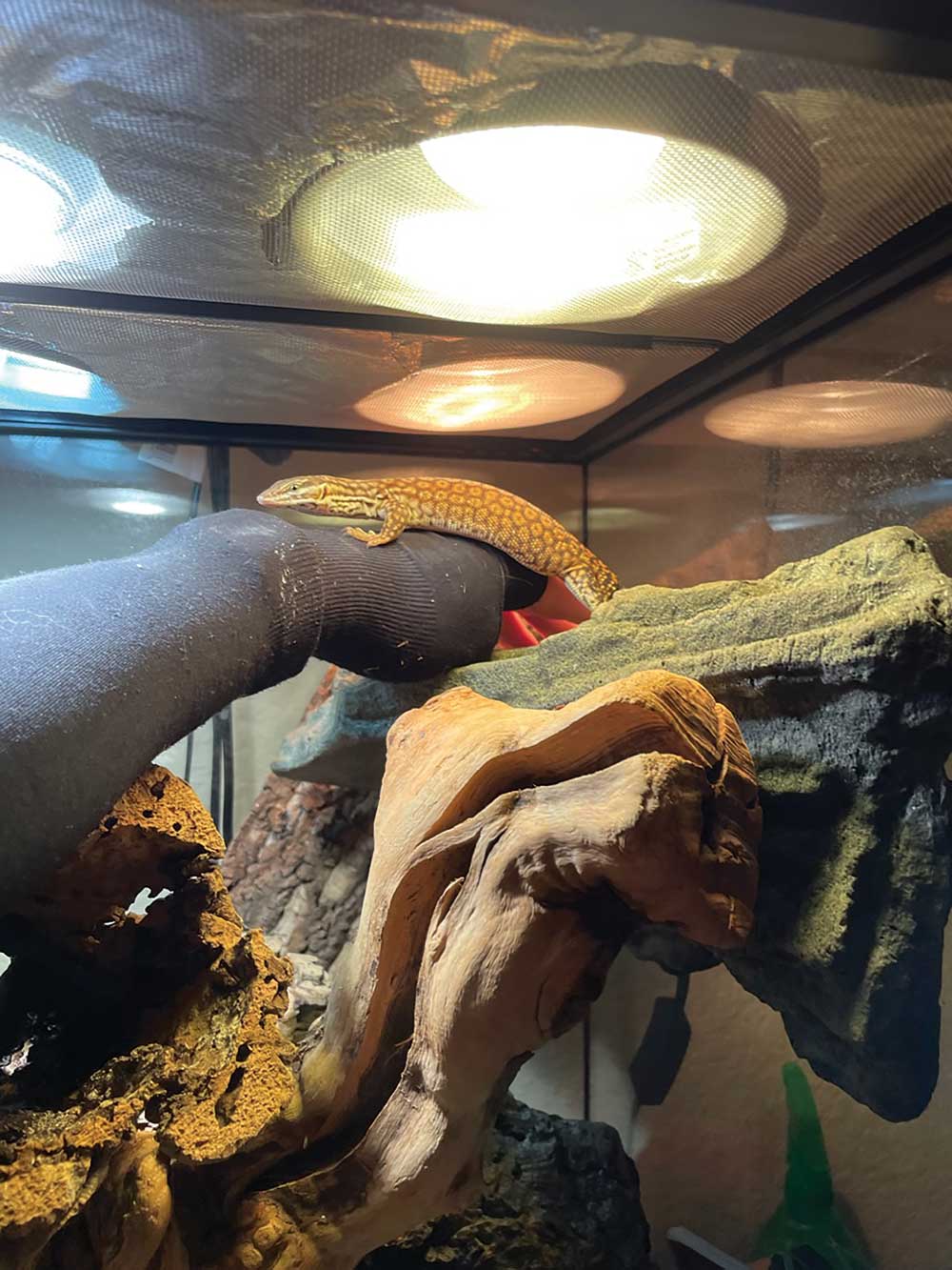 basking ackie monitor