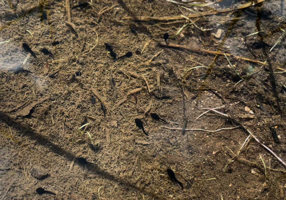 Boreal toad tadpoles