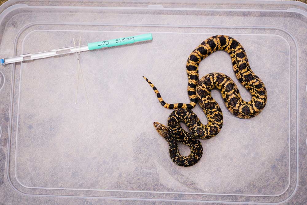 Memphis Zoo Hatches Louisiana Pine Snakes Artificial Insemination/Frozen Semen