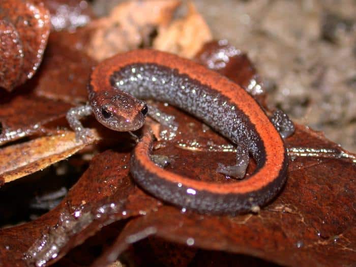 High Numbers Of Red-Backed Salamanders Found In Northeastern U.S. Forests