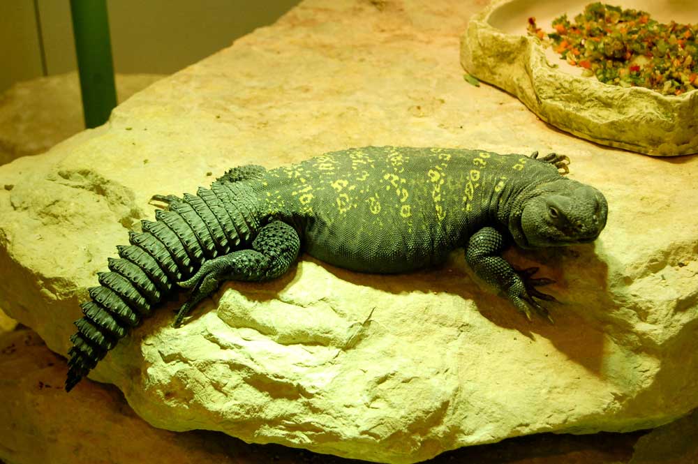 uromastyx