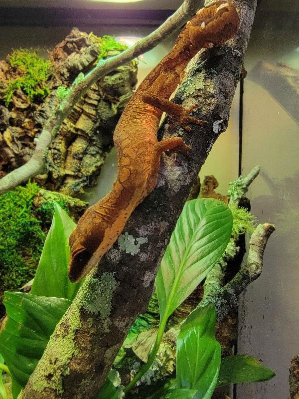 Malaysian cat gecko