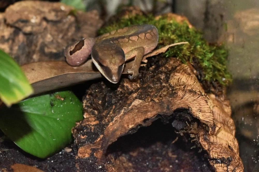 Malaysian cat gecko