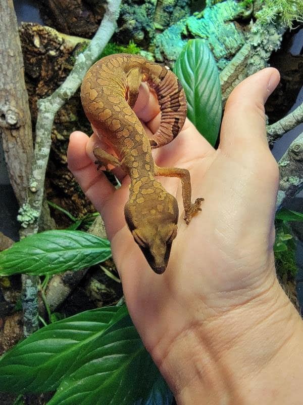 cat gecko