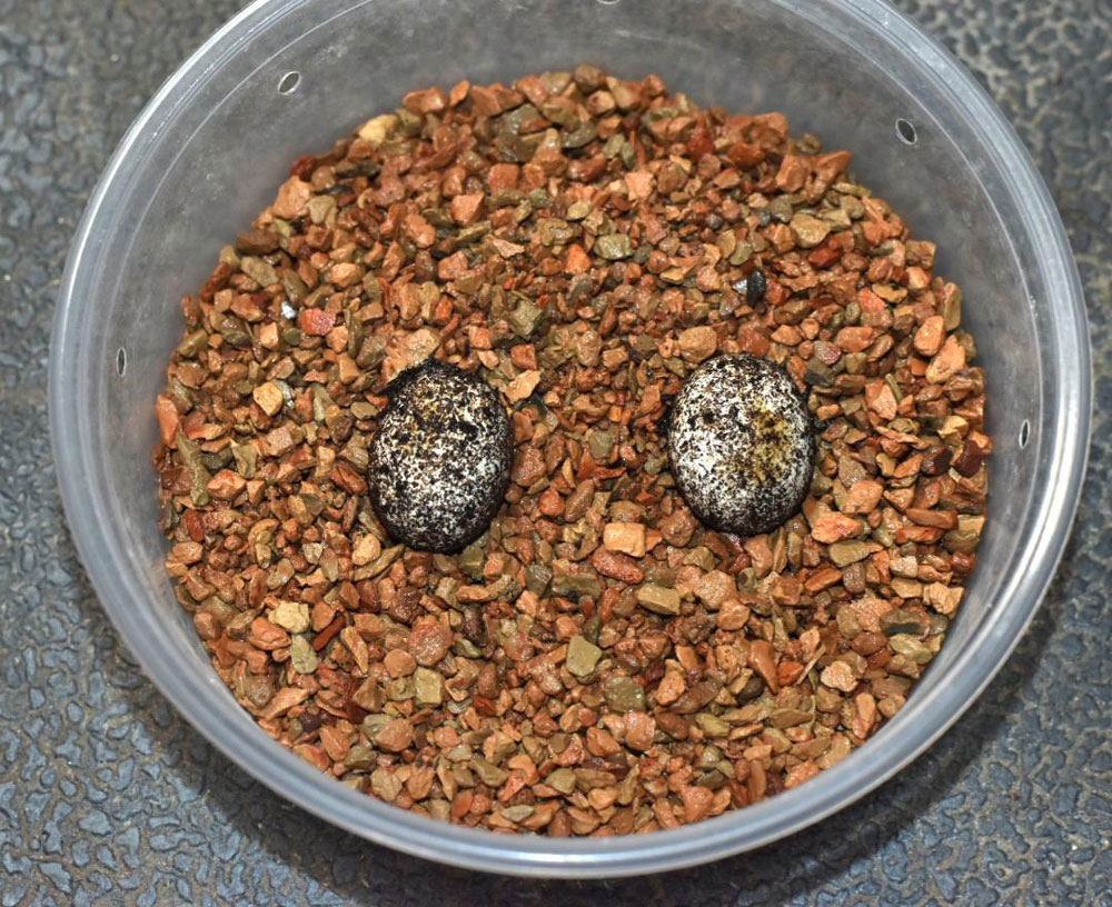 cat gecko eggs