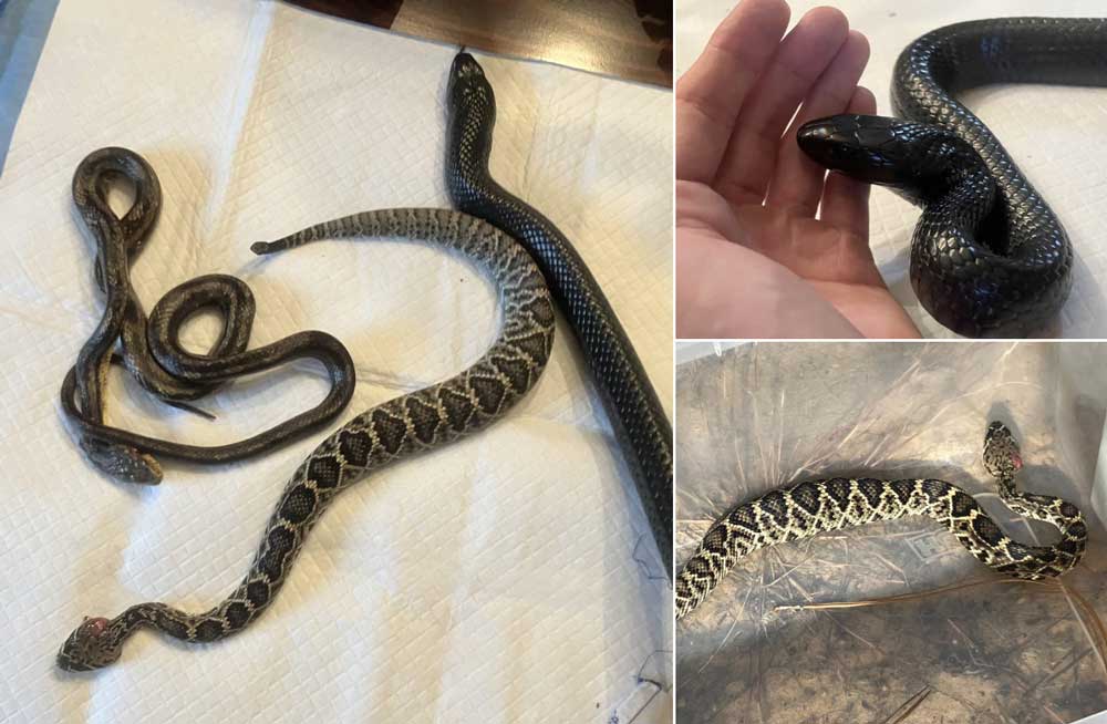 Eastern Diamondback Rattlesnake Survives Getting Swallowed By Eastern Indigo Snake