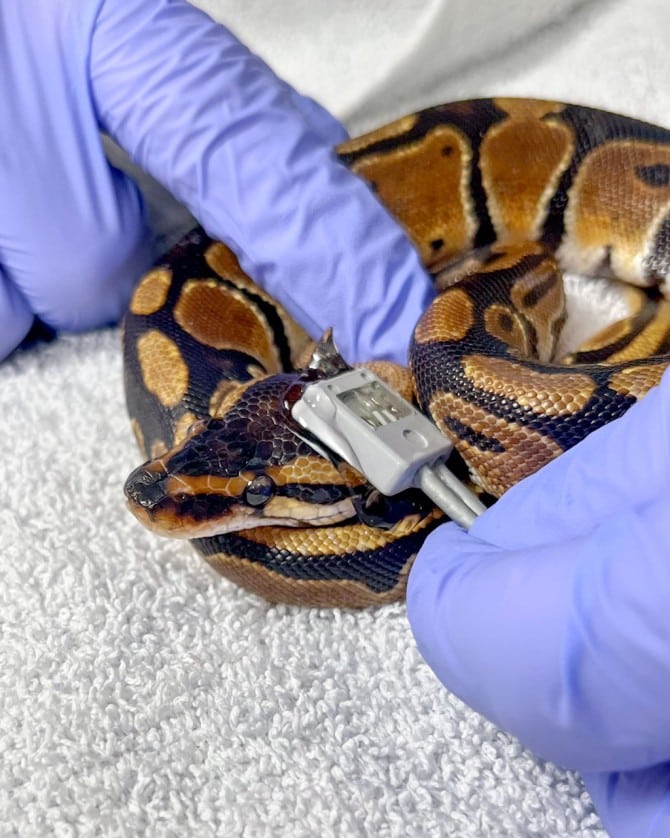 ball python temporoorbital artery used to measure pulse