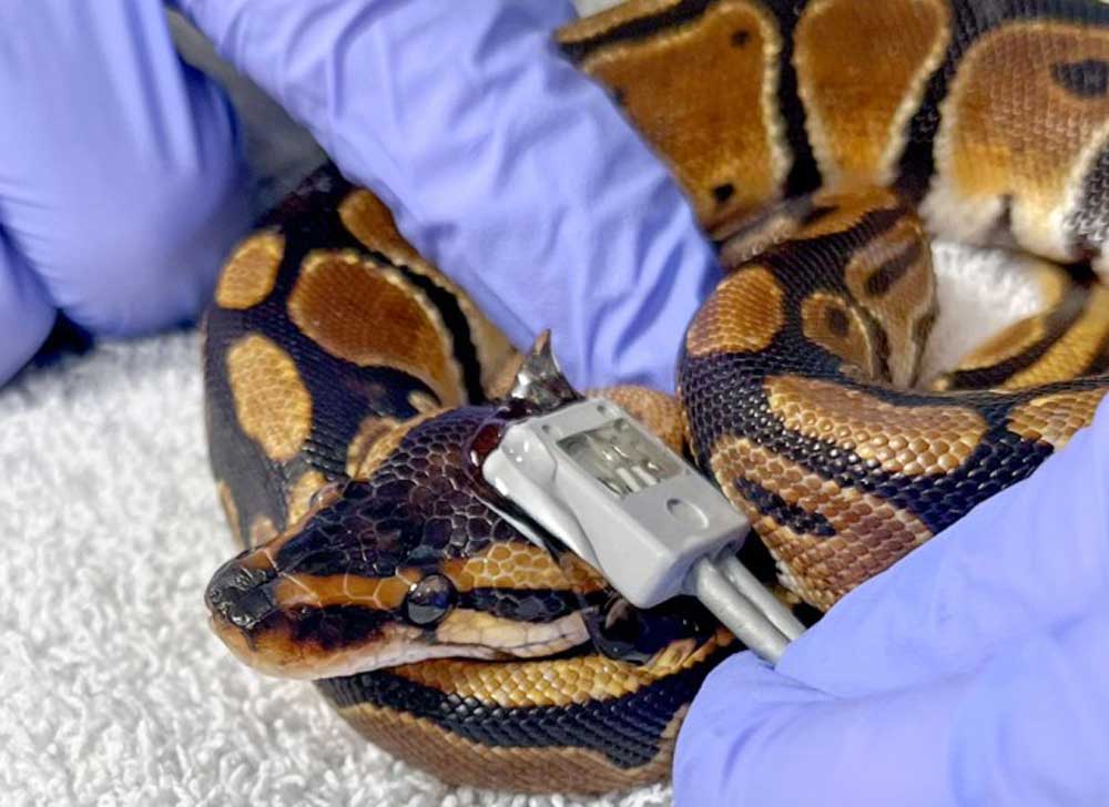 Location to Take Ball Python’s Pulse Found