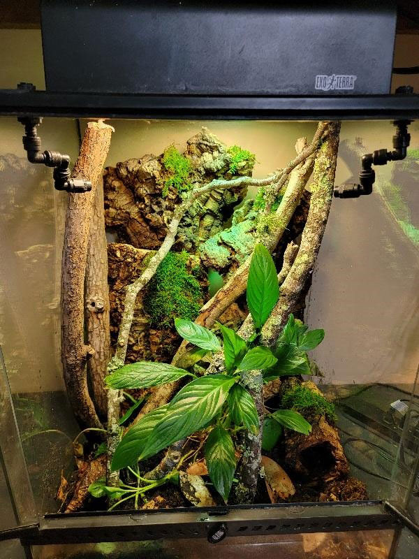 Malaysian cate gecko terrarium