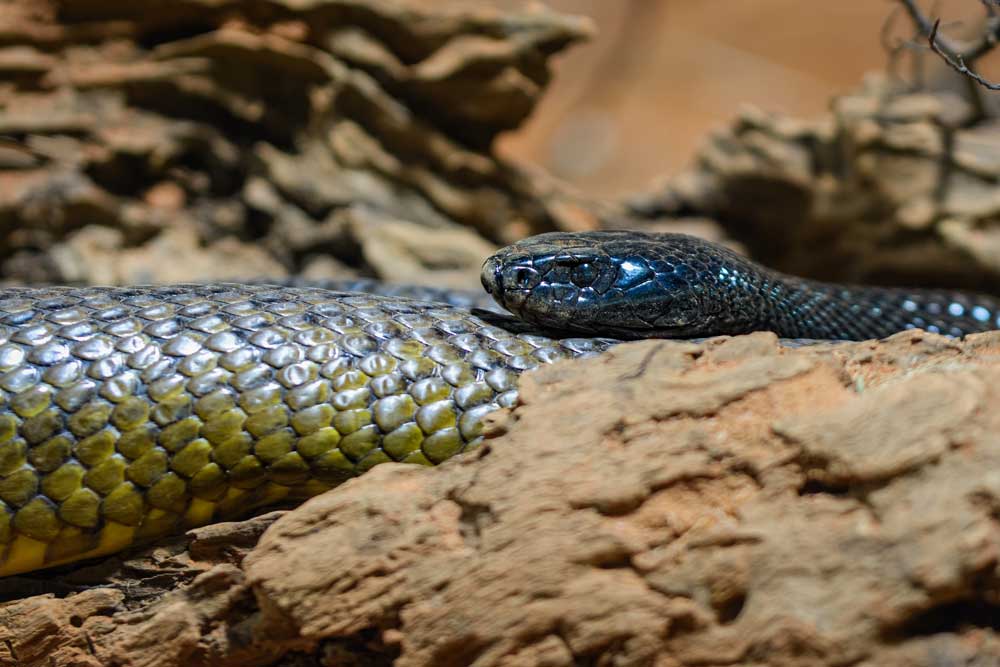 Inalnd taipan snake