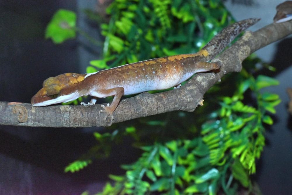 cat gecko