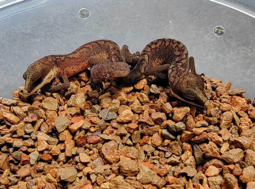 Malaysian cat gecko hatchlings