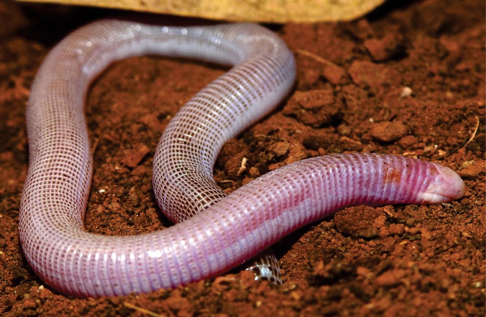 New Amphisbaena Lizard Species From Brazil Described