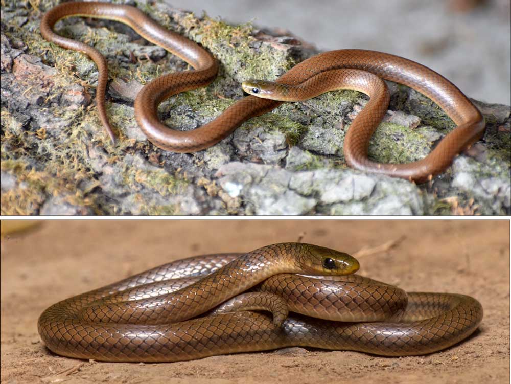 New Colubrid Snake Species Named After Leonardo DiCaprio