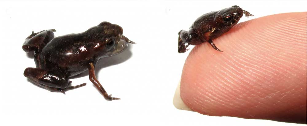 Brachycephalus Toadlet That Can Fit On Your Fingertip Discovered In Atlantic Forest