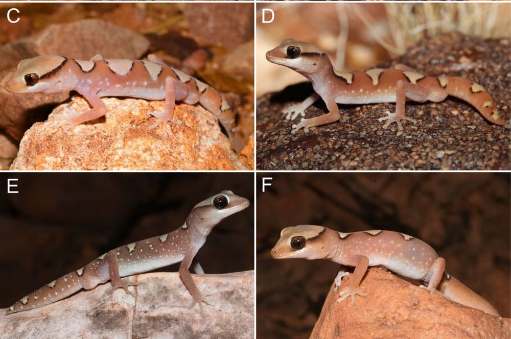 Two New Diplodactylus Family Gecko Species Discovered In Australia