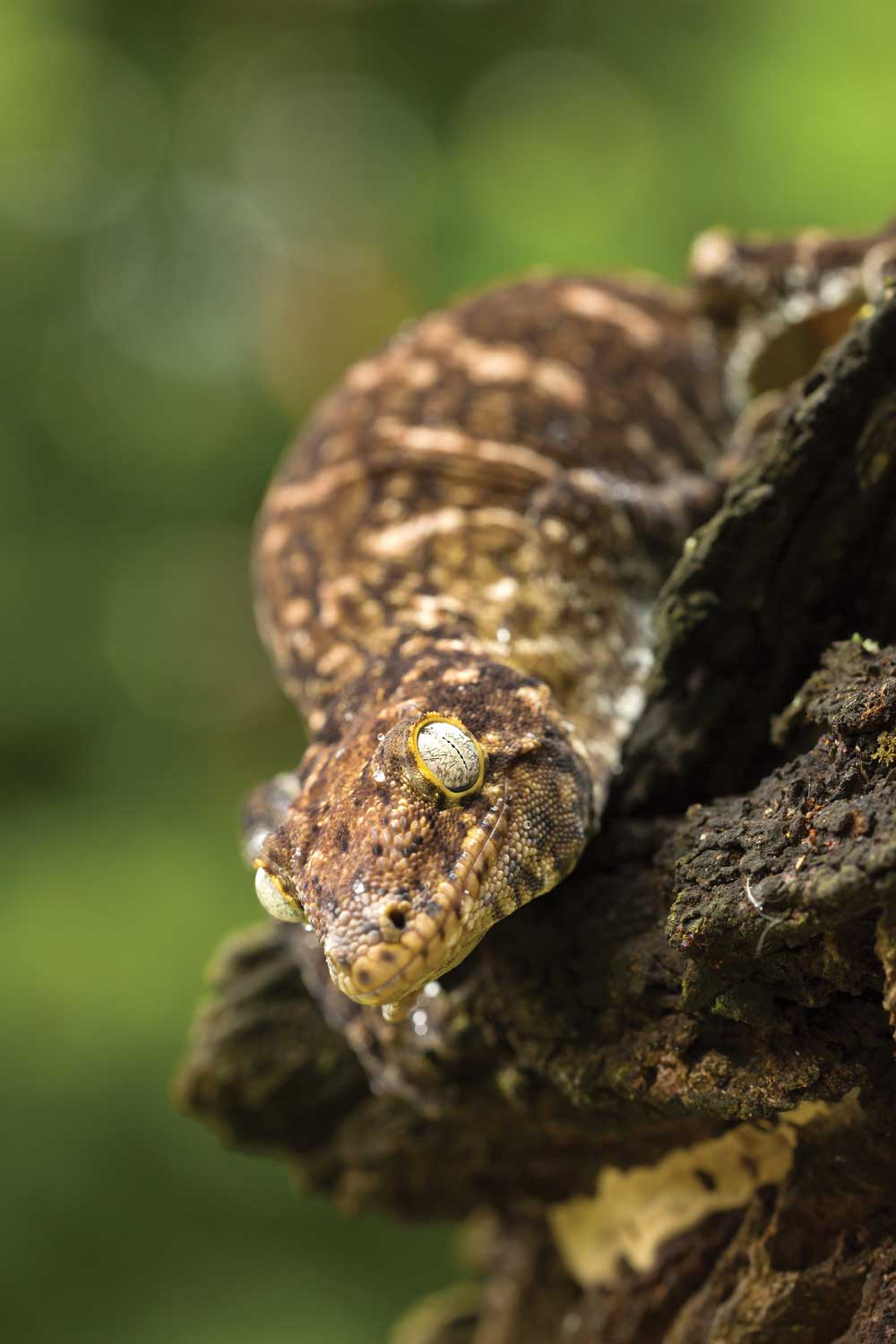 leachie geckos