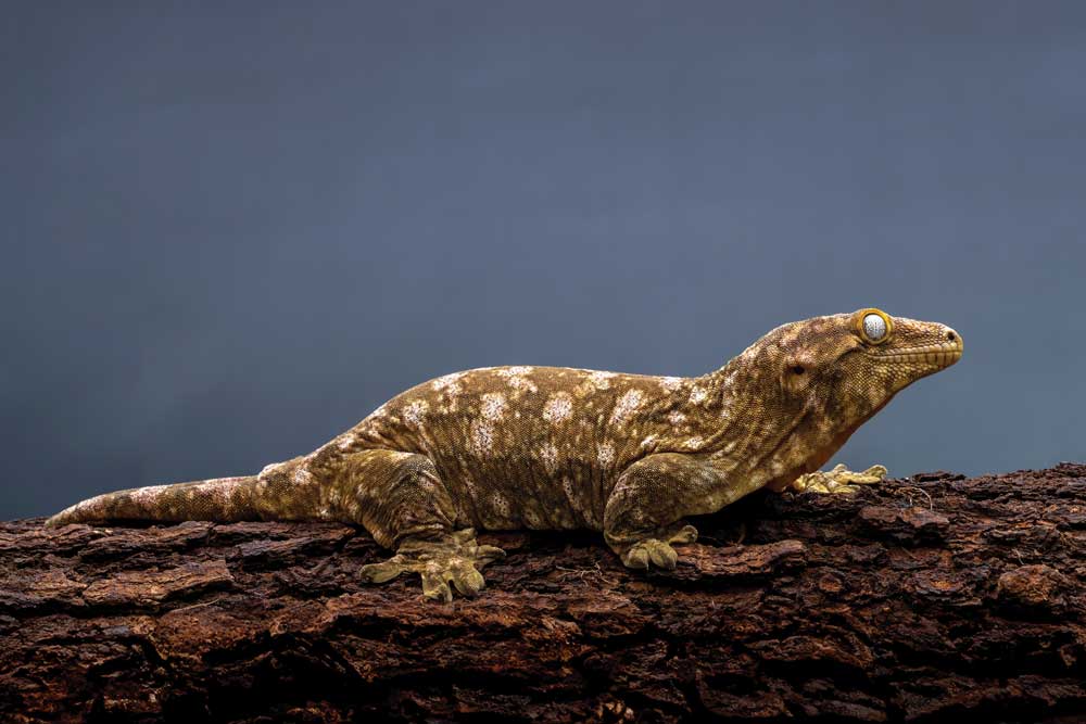 The Care And Breeding of <em>Rhacodactylus leachianus</em>