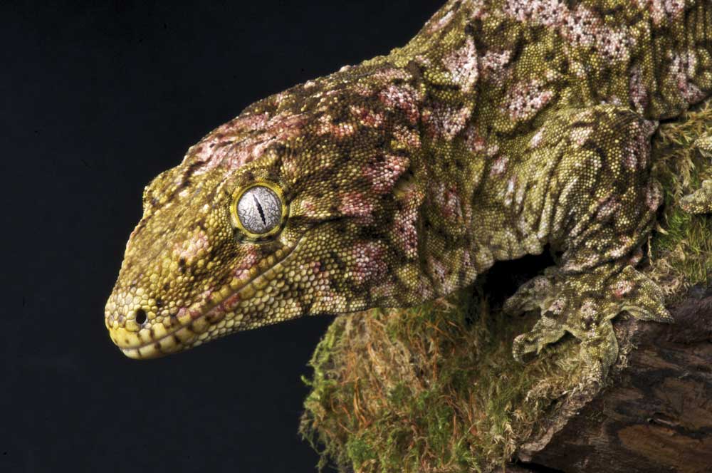 Leachianus Gecko