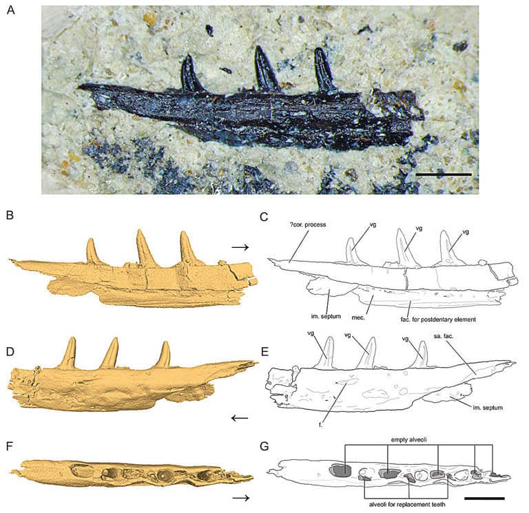 Microzemiotes sonselaensis