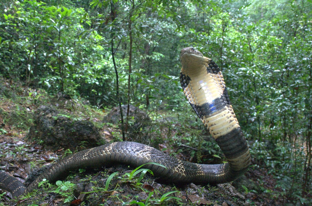 New King Cobra Species Discovered In India