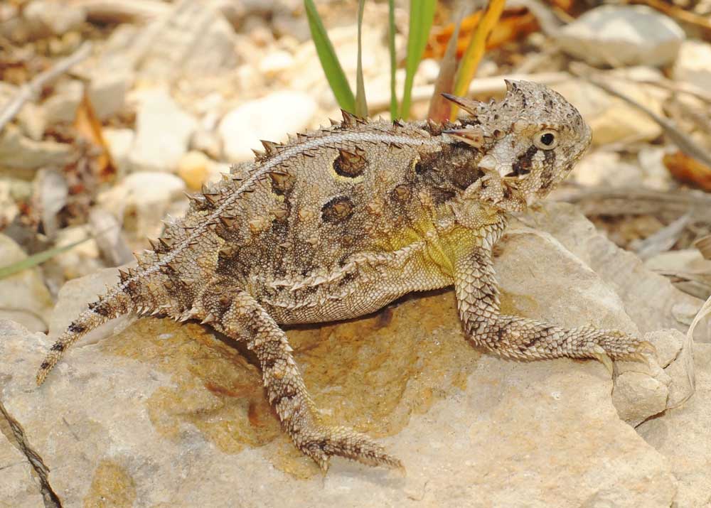 617 Texas Horned Lizards Released By Fort Worth Zoo In 2024