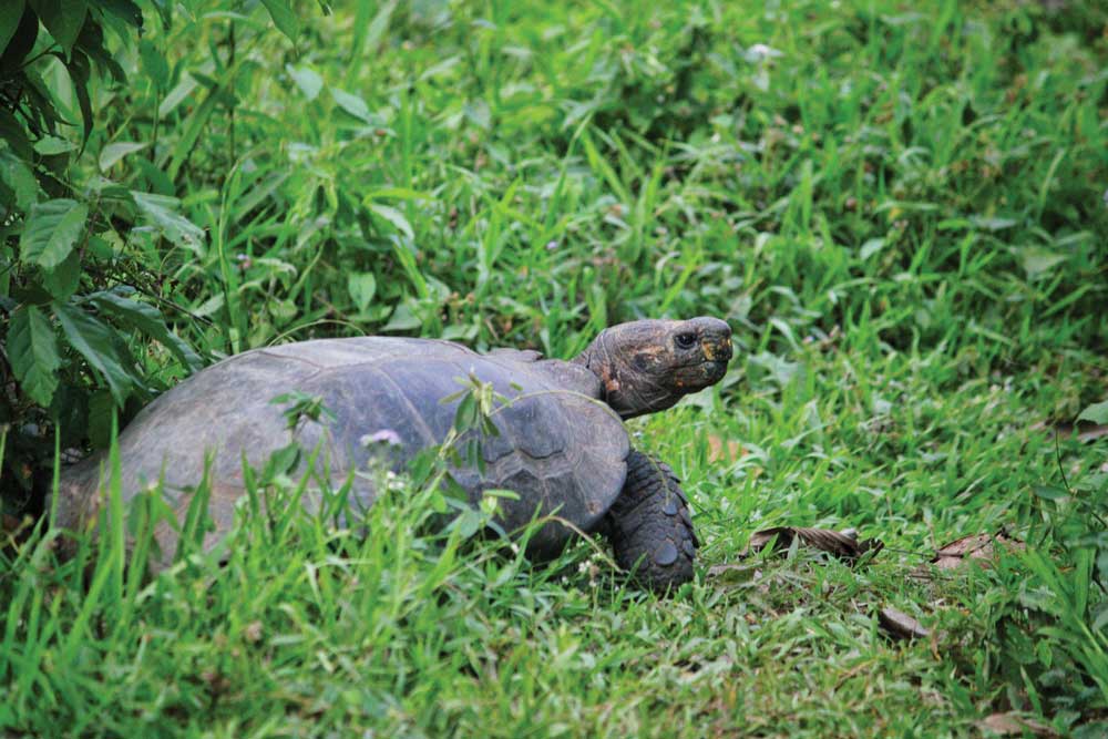 Asian giant tortoise