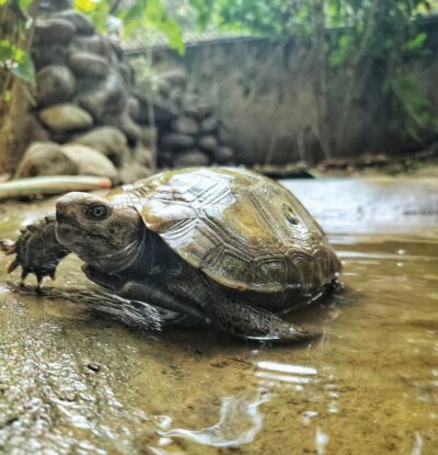 Echoes of Rain: How mimicking rainfall and thunder caused Asian giant ...
