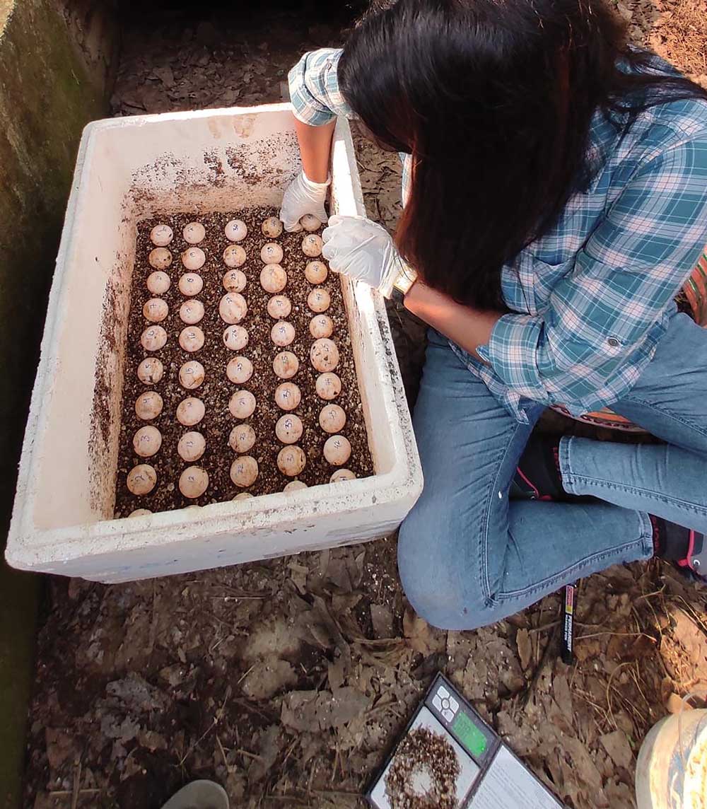 Asian giant tortoise eggs