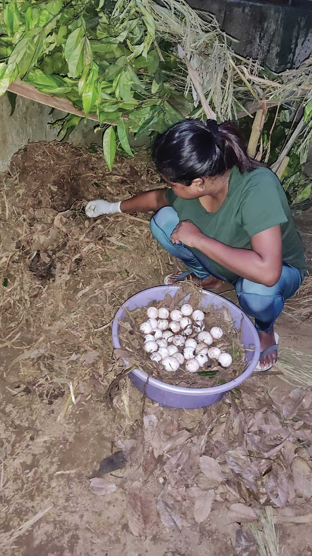 Asian giant tortoise eggs